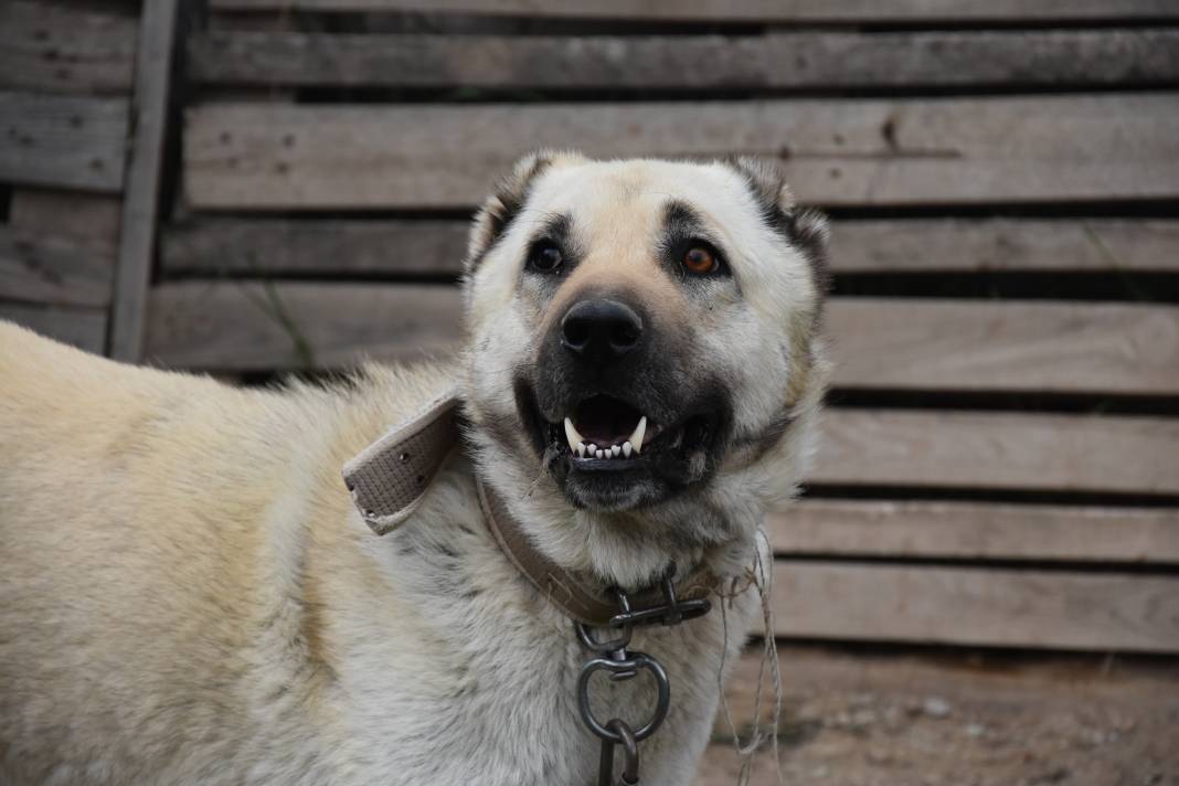 İklim krizi Kangal köpeklerini de etkiledi: Doğum oranı yüzde 50 düştü 1